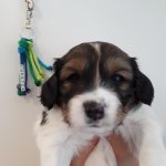 32 Tag Anhaenger von Andrea